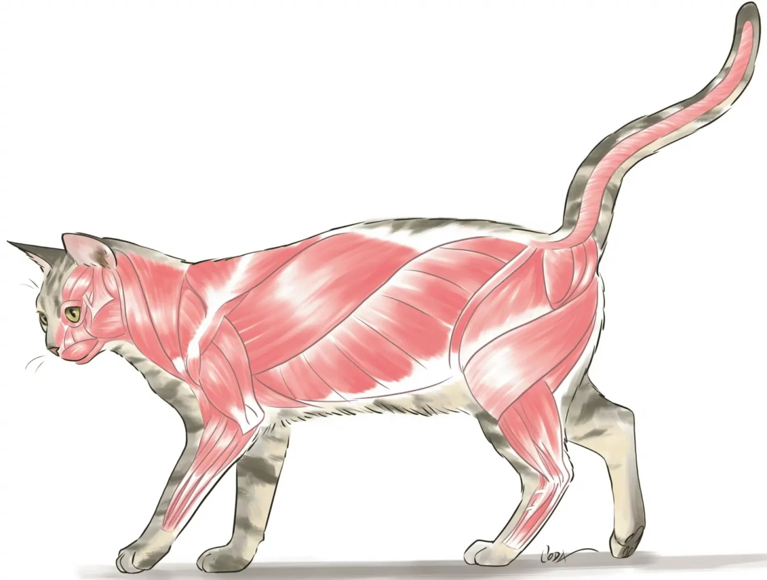 illustration anatomie de chat contact hanimal
