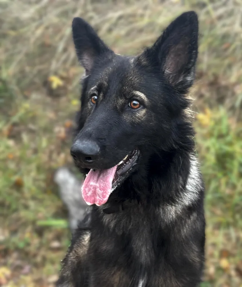 Chien de race Altdeutscher Schäferhund, modèle pour un t-shirt peint à la main