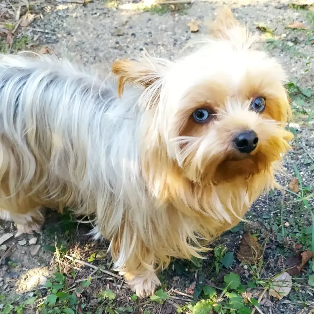 Photo du Yorkshire utilisé comme modèle pour la peinture artisanale sur tote bag coton blanc