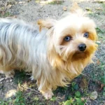 Photo du Yorkshire utilisé comme modèle pour la peinture artisanale sur tote bag coton blanc