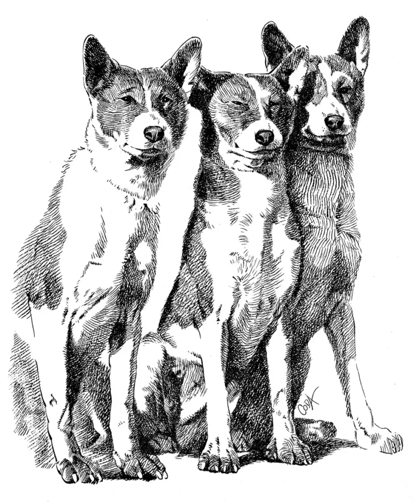 Illustration style gravure à l'encre de Chine de trois chiens basenji assis, regardant avec curiosité
