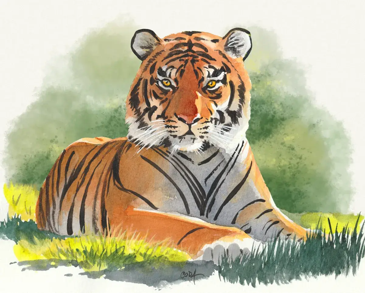Illustration réaliste à l'aquarelle d'un tigre allongé au soleil, avec éclairage latéral