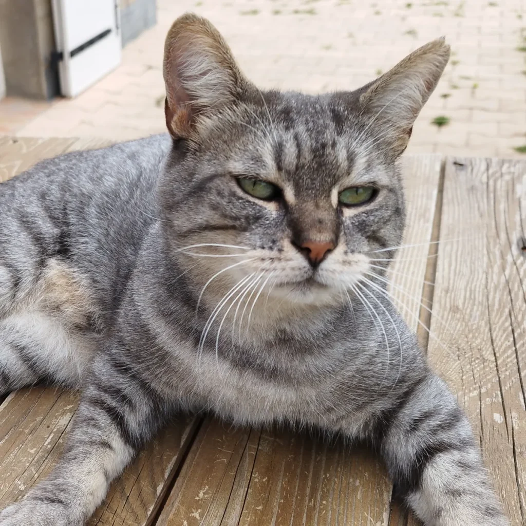 Photo d'un chat gris tigré allongé ayant servi de modèle au portrait peint à la main sur tote bag.